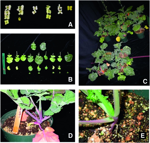 Figure 2.—