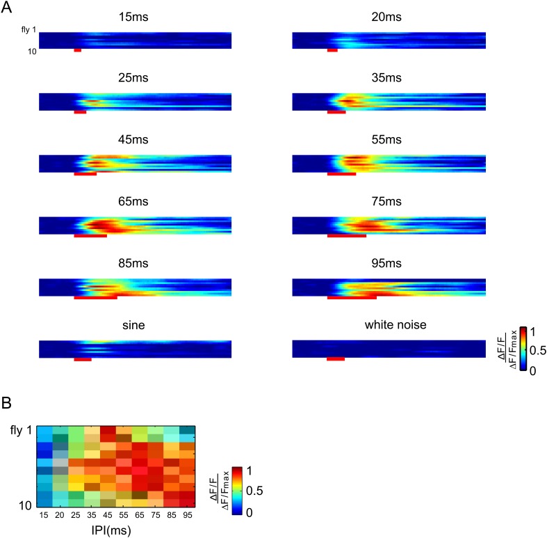 Figure 5—figure supplement 1.