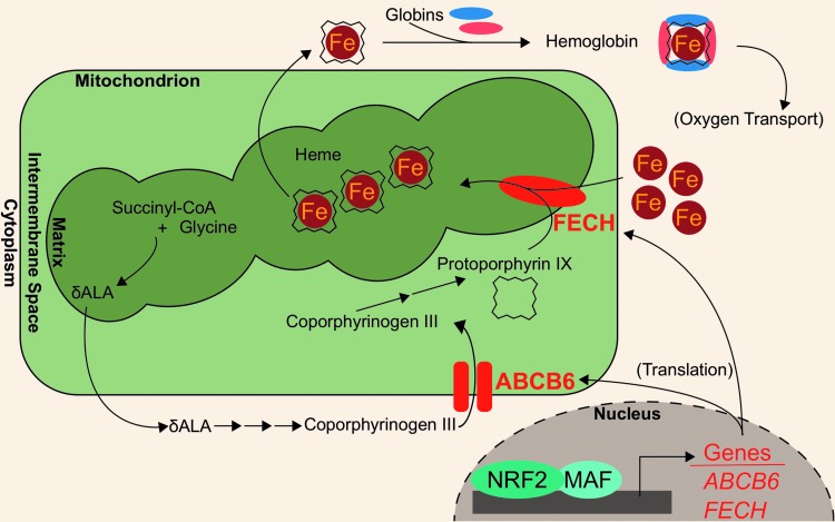 FIG. 2.