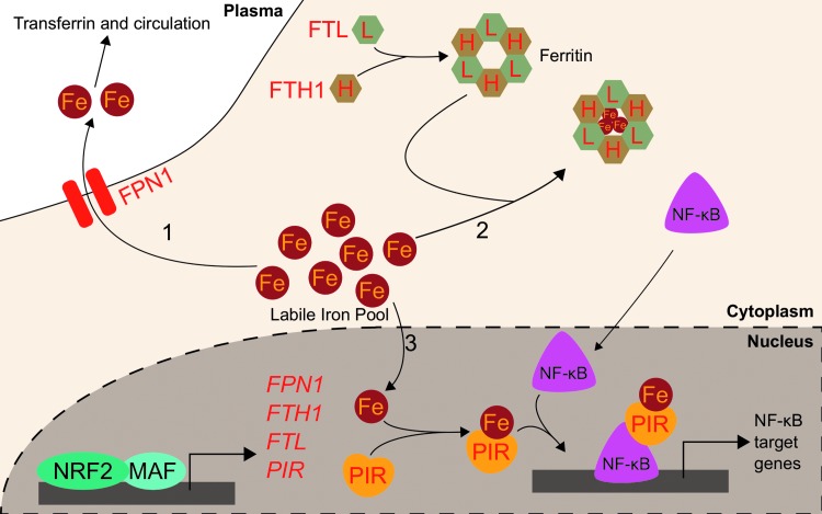 FIG. 4.