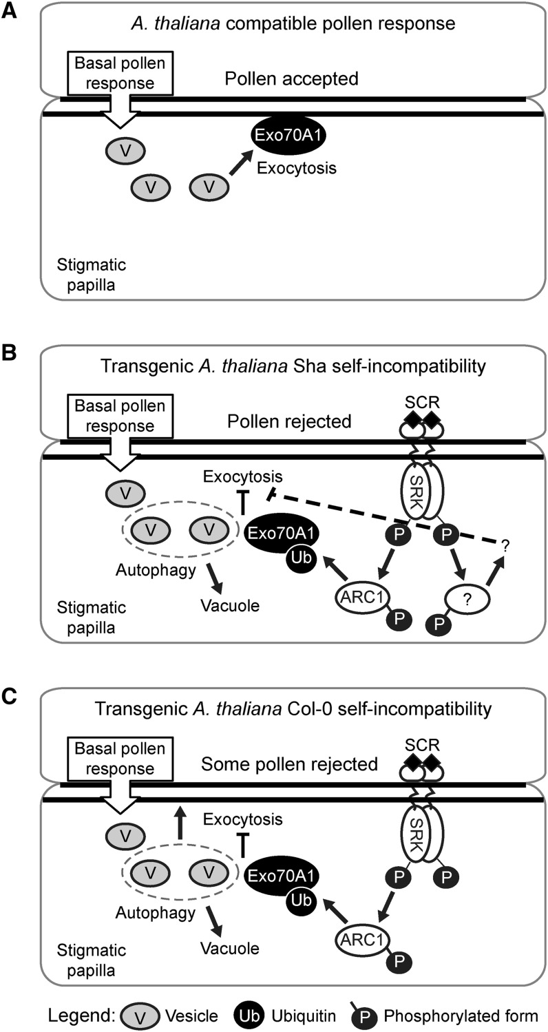 Figure 10.