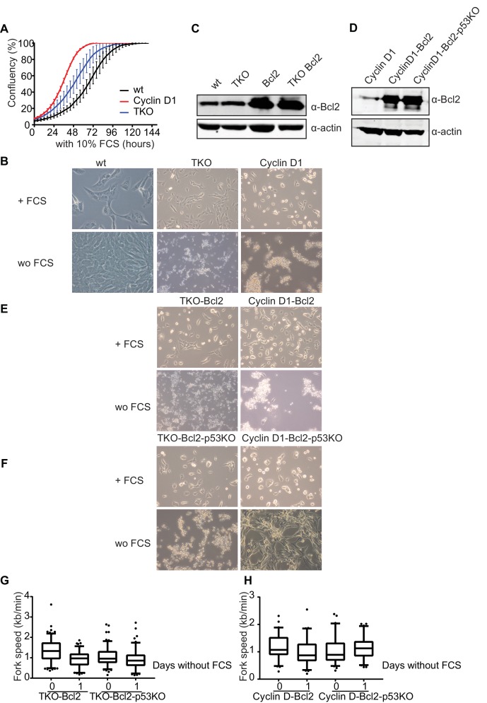 Figure 6—figure supplement 1.