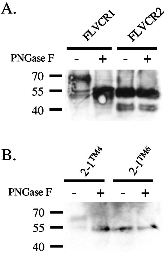 FIG. 6.