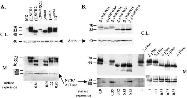 FIG. 3.