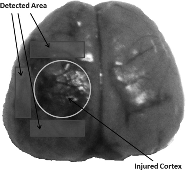 FIG. 1.