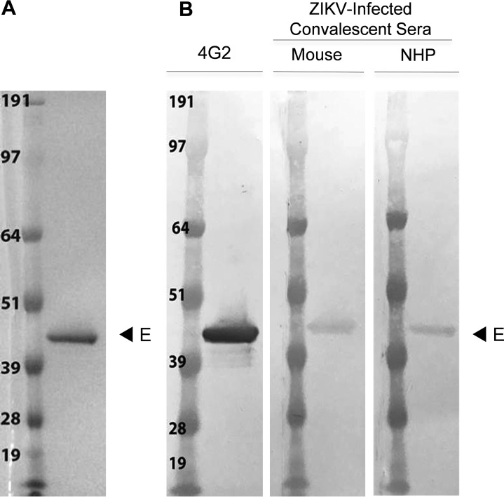 FIG 1 