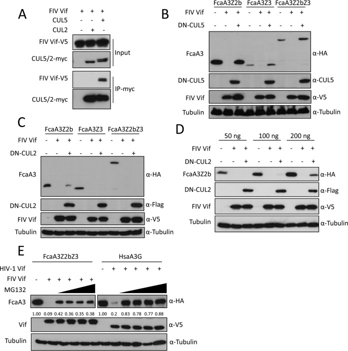 FIG 1