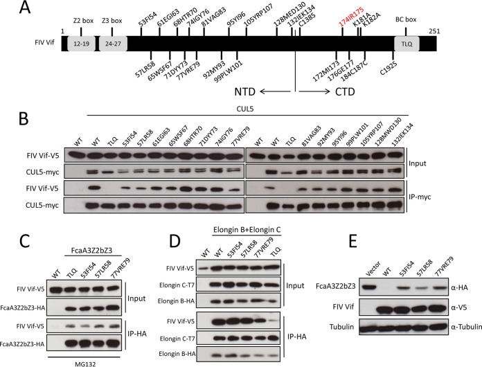 FIG 2