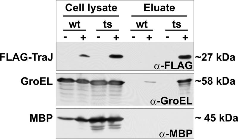 FIG. 7.