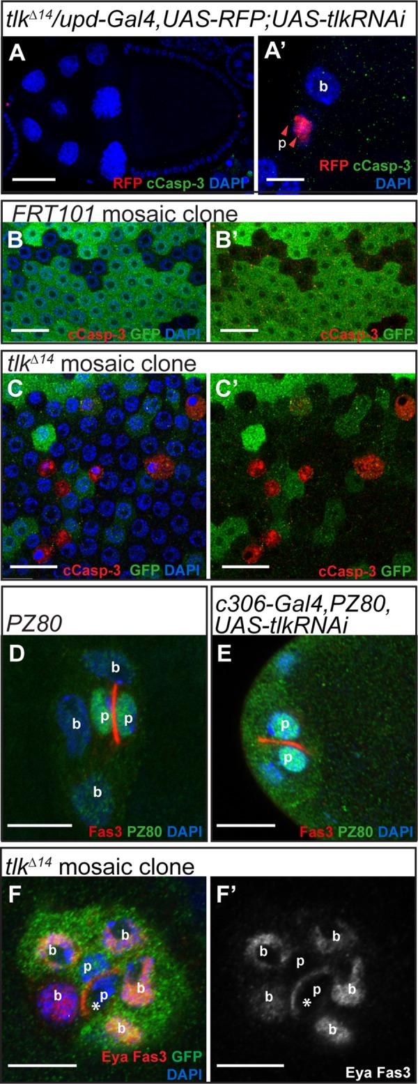 FIGURE 4: