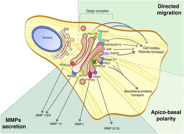 FIGURE 2