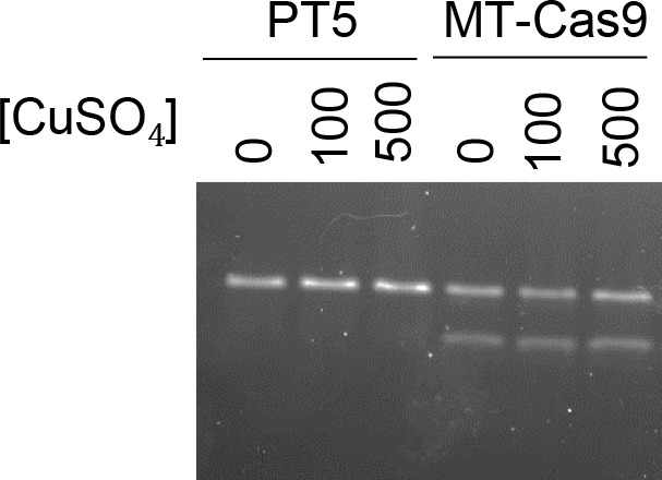 Figure 1—figure supplement 1.