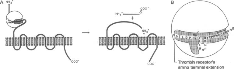 graphic file with name pnas01142-0014-a.jpg