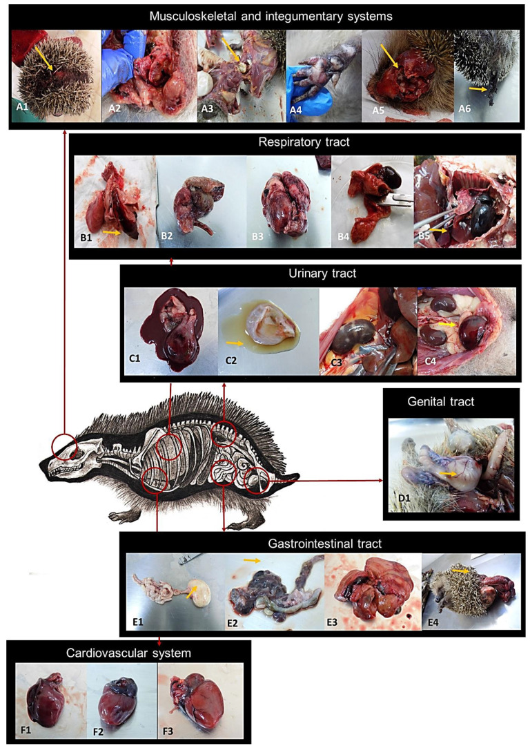 Figure 5