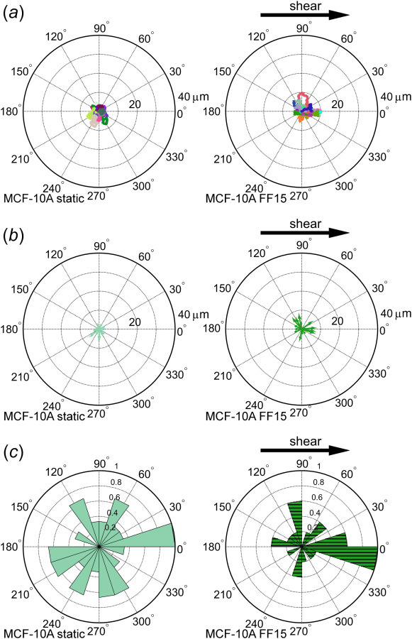 Tracking of benign MCF-10A epithelial cells reveals random cell migration with less strong shear stress response. (a) Individual cells were tracked and plotted with track initiation shifted to the plot origin. Each tracing line represents a distinct cell migration path. A slight bias of cell migrating along the flow direction is seen in (b) the vector plot and (c) the angle histogram.