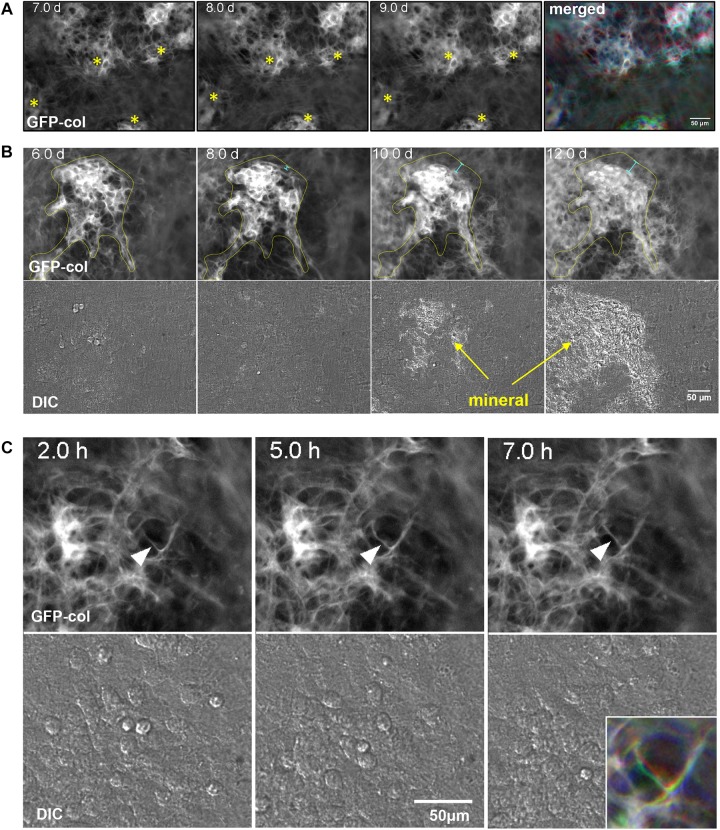 FIGURE 3