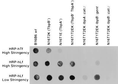 FIG. 6