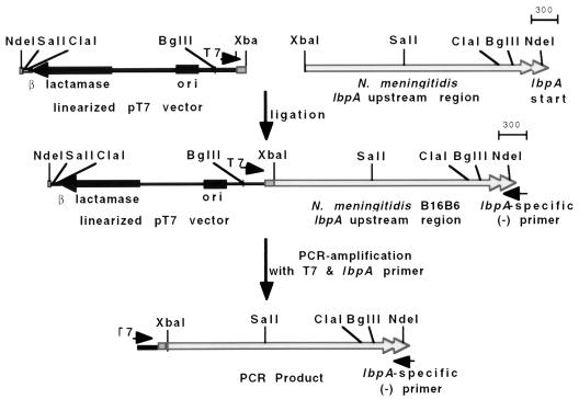 FIG. 1