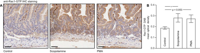 Figure 4—figure supplement 1.