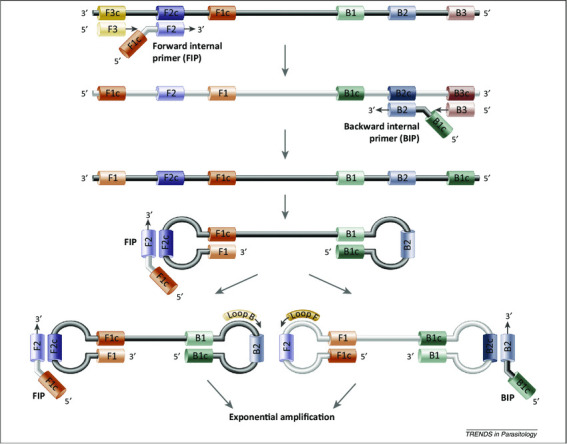 FIGURE 2