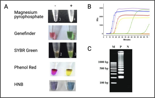 FIGURE 7