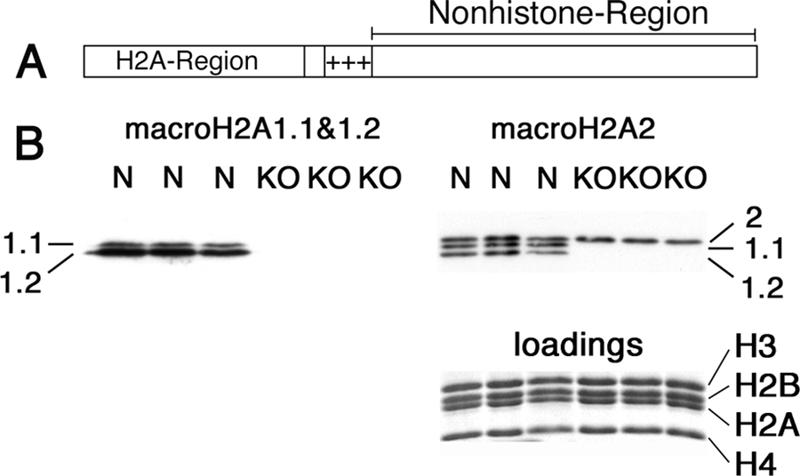 FIG. 1.