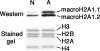 FIG. 5.