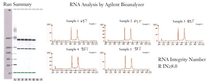 Figure 10