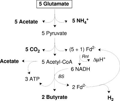 FIG. 5.