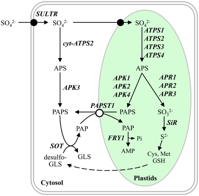 FIGURE 1