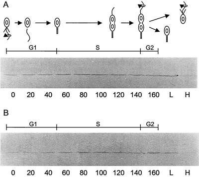 FIG. 5.