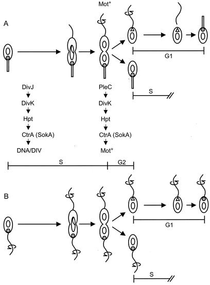 FIG. 7.