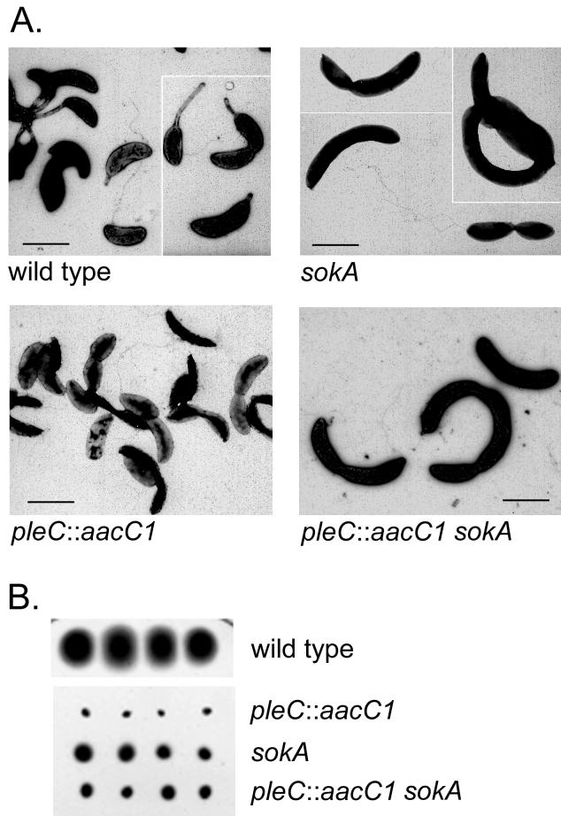 FIG. 4.