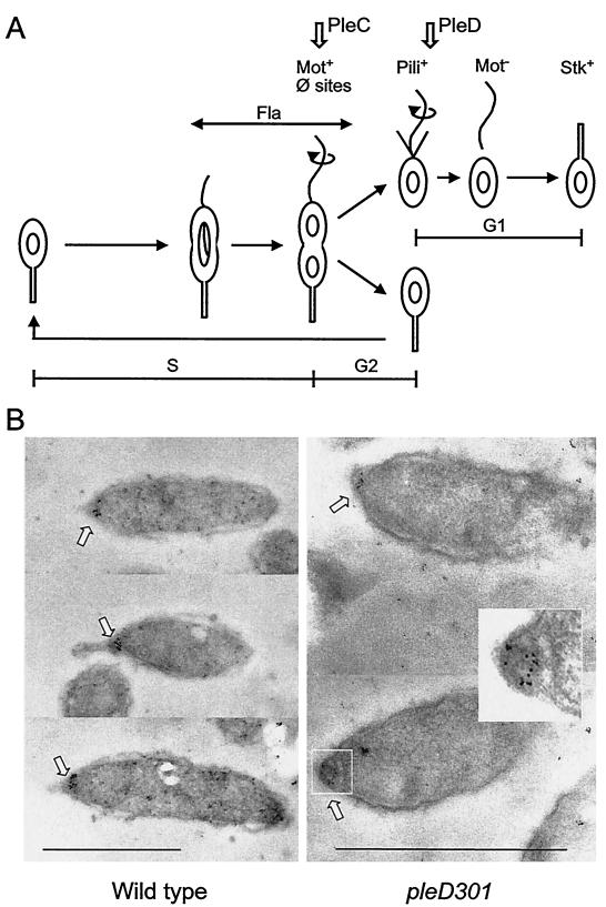 FIG. 1.