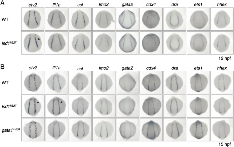 Fig. S5.