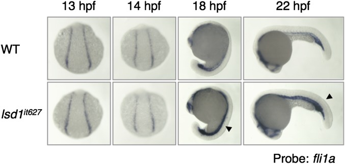 Fig. S6.