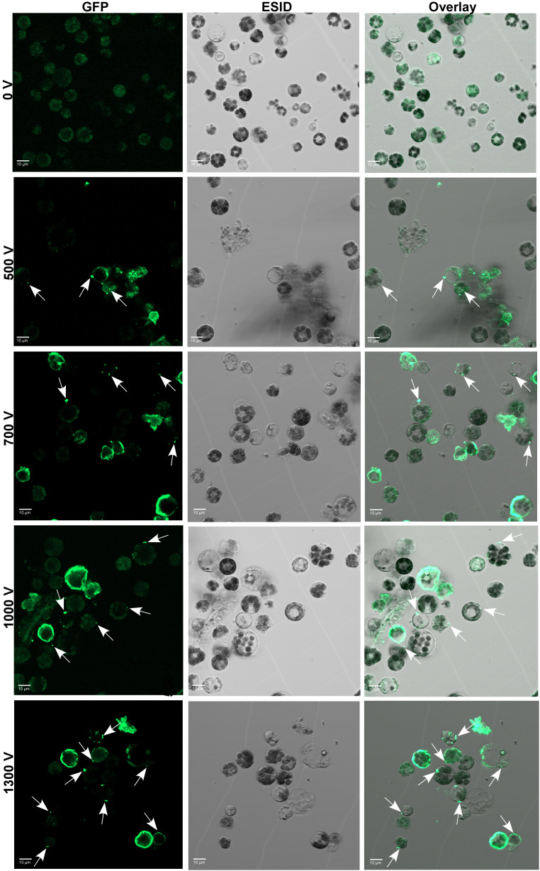 Figure 3