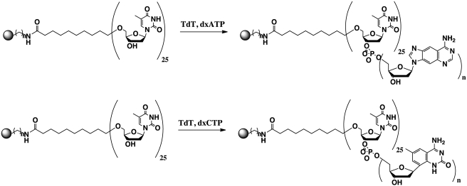 Scheme 2.