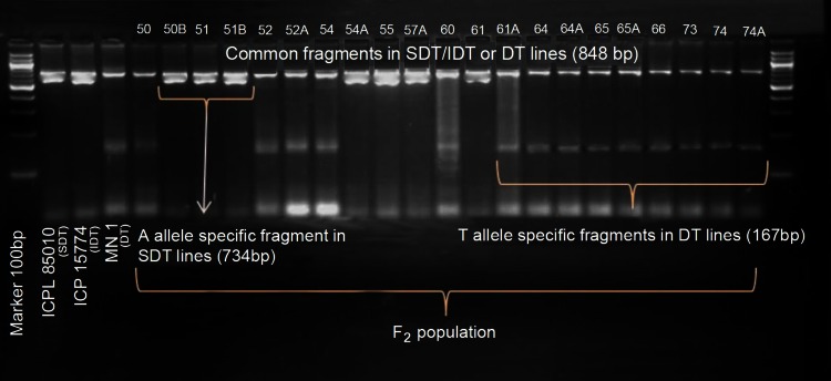 Fig. 7