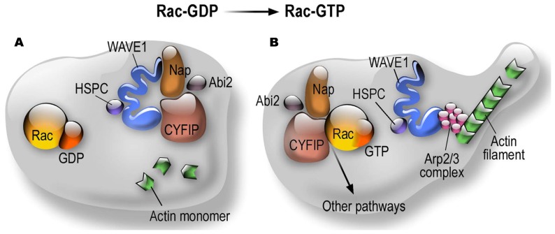 FIGURE 1