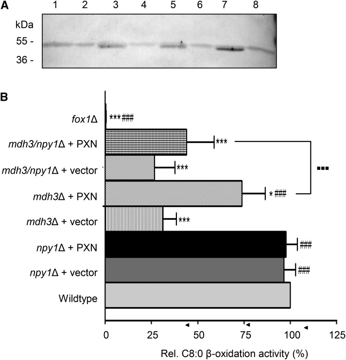 Figure 5.