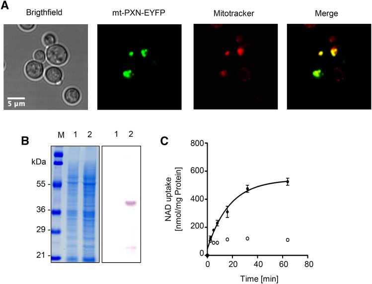 Figure 6.