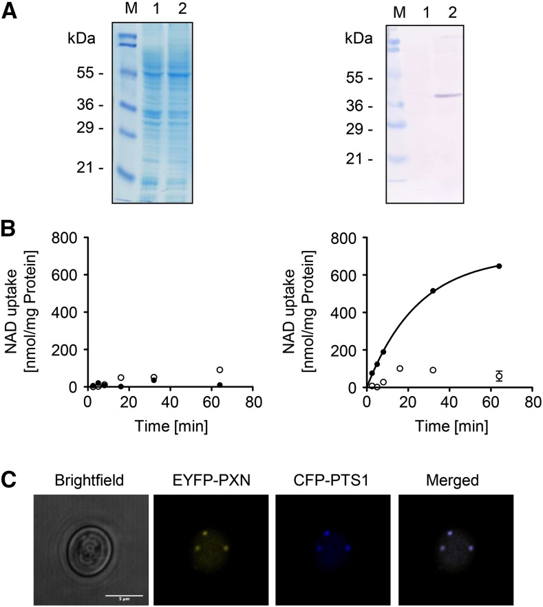 Figure 2.