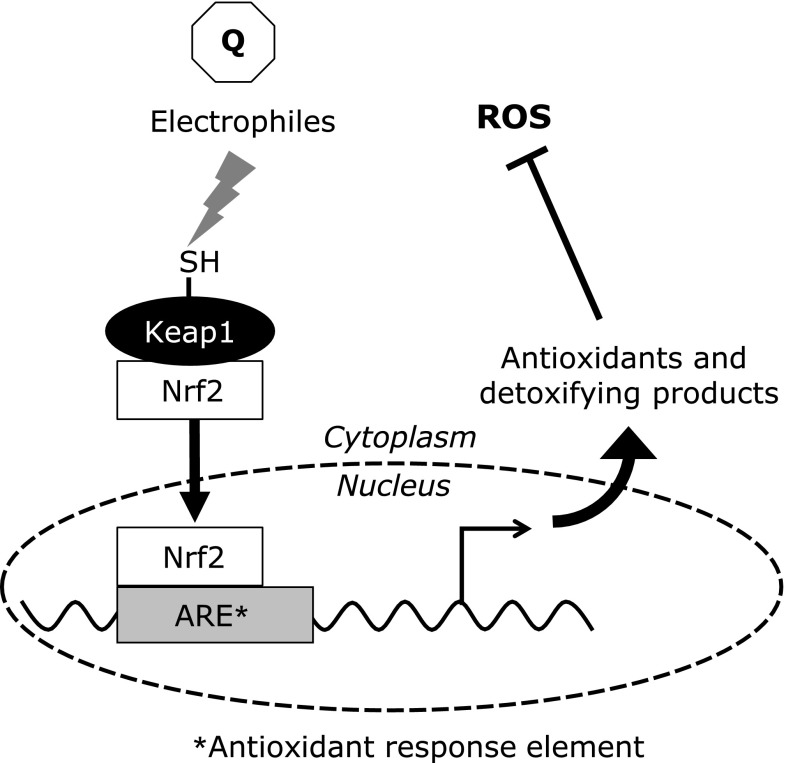 Fig. 6