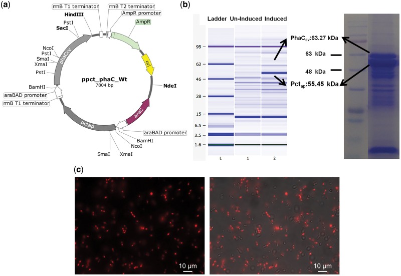 Figure 3: