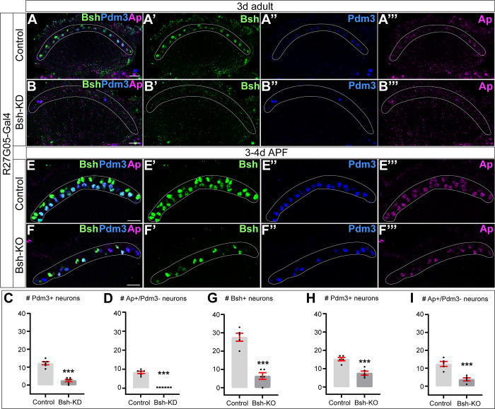 Figure 2—figure supplement 2.