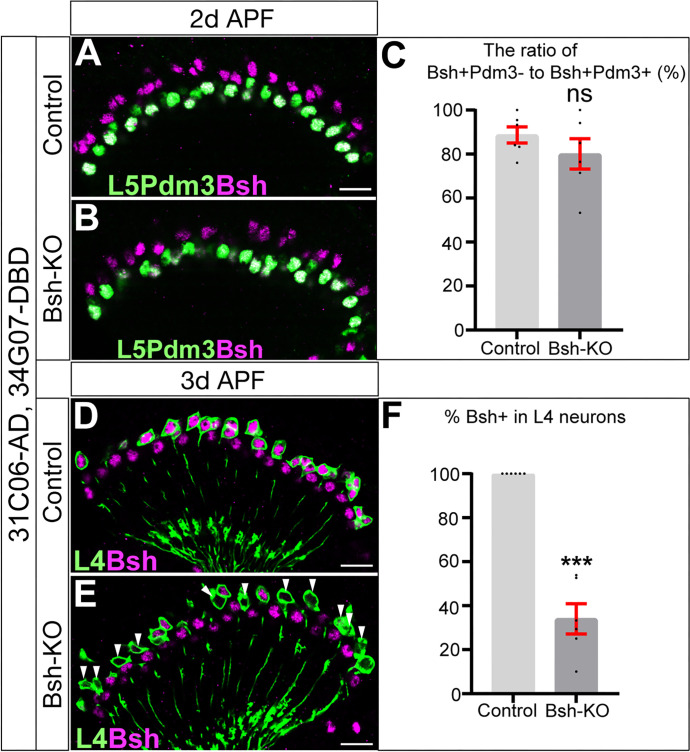 Figure 2—figure supplement 3.