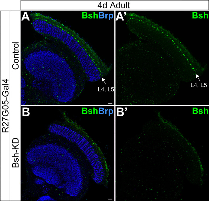 Figure 7—figure supplement 1.