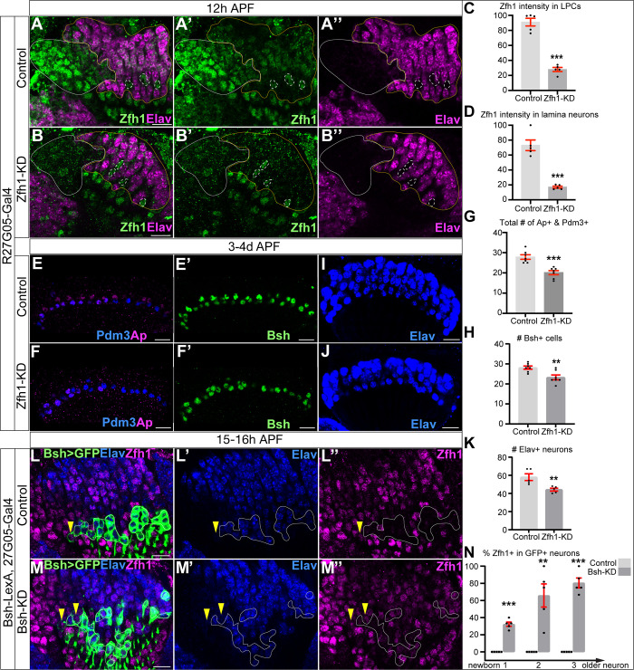 Figure 4—figure supplement 1.