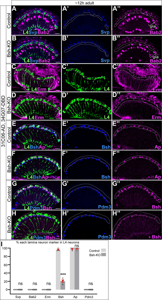 Figure 2—figure supplement 4.